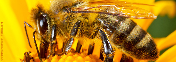 Bienenstich mit gravierenden Folgen