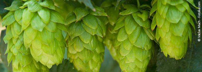 Echter Hopfen - Humulus lupulus
