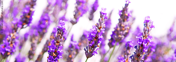 Unsere Heilpflanze: Echter Lavendel (Lavandula angustifolia)