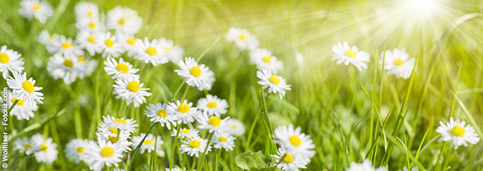 Gänseblümchen - Bellis perennis