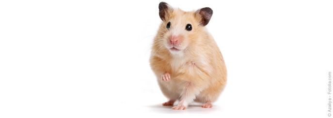 Goldhamster Goldhamster