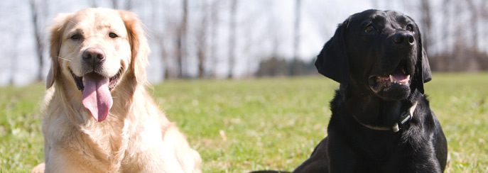 Tiernahrung Hunde - Katzen