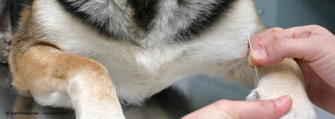 Natürliche Tierheilkunde - Tierakupunktur